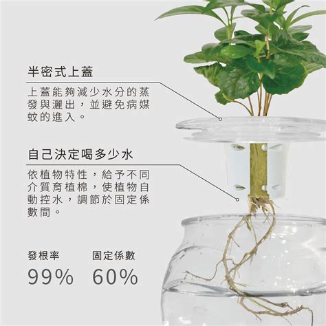 水耕植物種類|水耕盆栽完整栽培指南！水耕盆栽技巧與用具教學＆十。